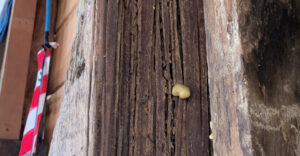 Termite Damage to timbers