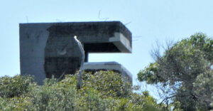 WW2 Fortification on Georges Head